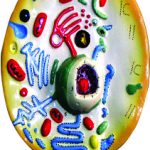 ANIMAL CELL MODEL