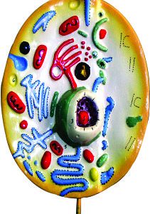 ANIMAL CELL MODEL